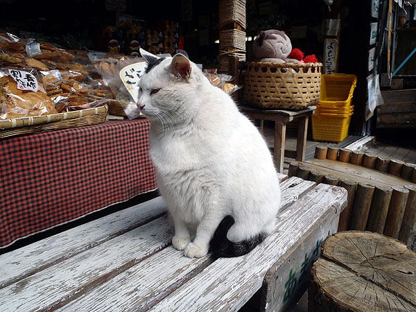 威風堂々とした猫